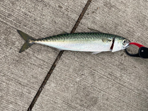 サバの釣果