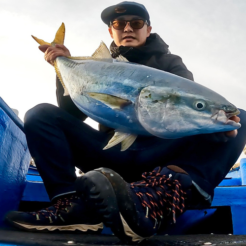 ブリの釣果