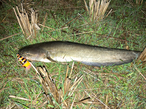 ナマズの釣果