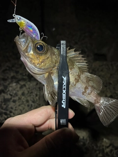 シロメバルの釣果