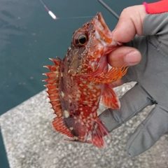 アラカブの釣果