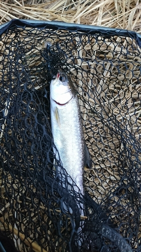 アメマスの釣果