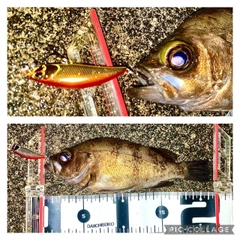 メバルの釣果