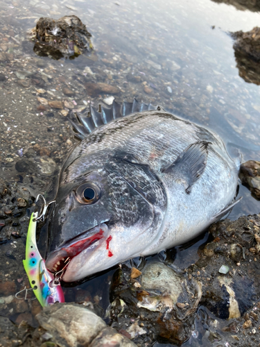 クロダイの釣果