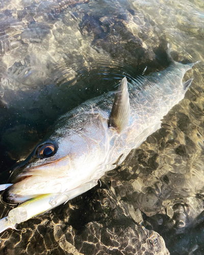 マルスズキの釣果