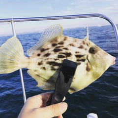 カワハギの釣果