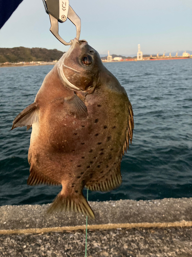 クロホシマンジュウダイの釣果