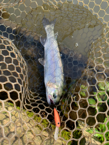 ニジマスの釣果