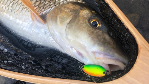 ニゴイの釣果