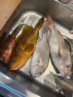 キジハタの釣果