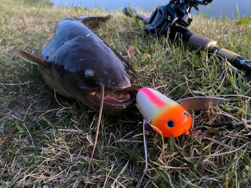 ニホンナマズの釣果