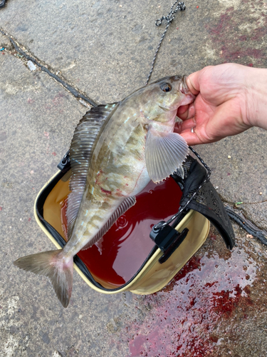 ホッケの釣果