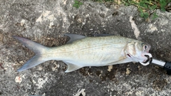 ツバメコノシロの釣果