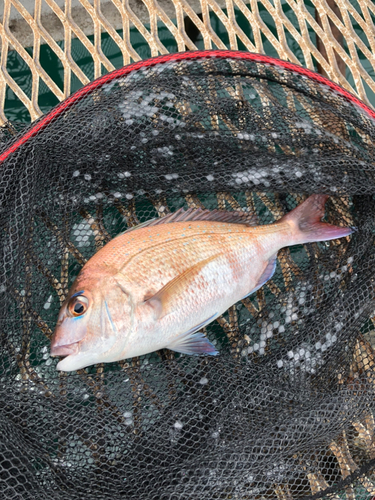 タイの釣果