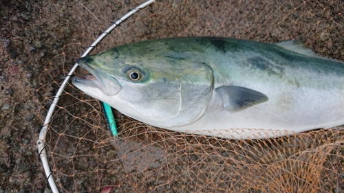 ブリの釣果