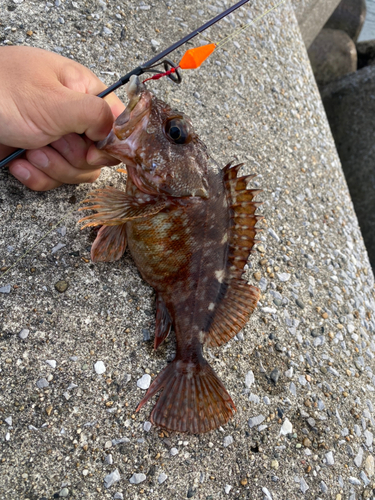 カサゴの釣果