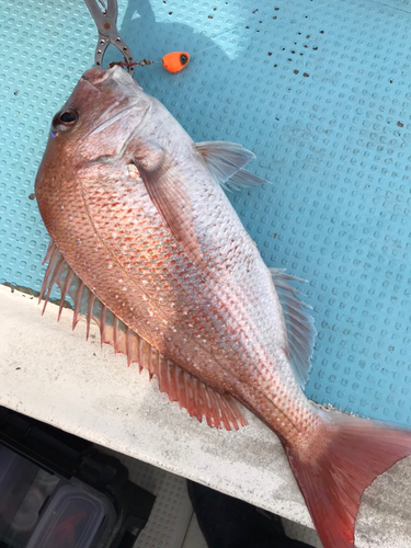 マダイの釣果