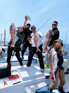 マダイの釣果