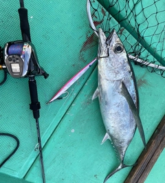 ビンチョウマグロの釣果