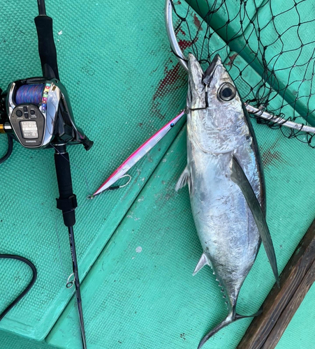 ビンチョウマグロの釣果