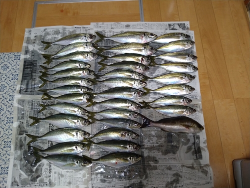 アジの釣果