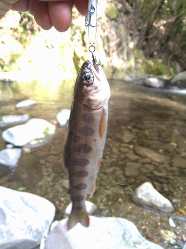 ヤマメの釣果