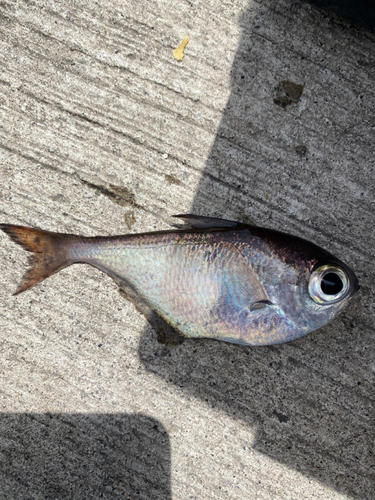 ハタンポの釣果