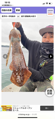 アオリイカの釣果