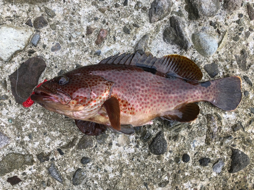 ノミノクチの釣果