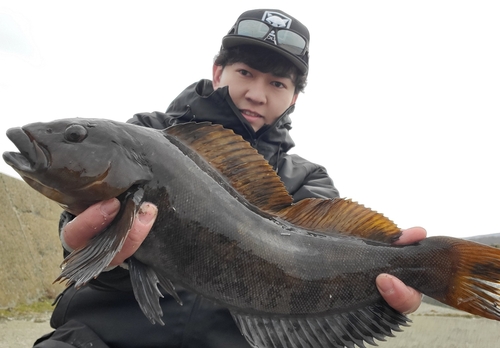 アイナメの釣果