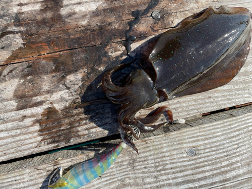 アオリイカの釣果