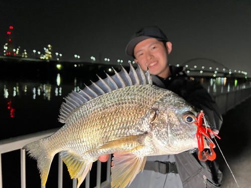 キチヌの釣果