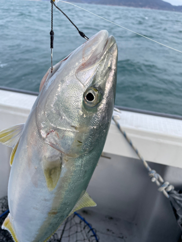 ヤズの釣果