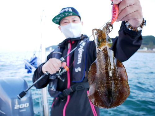 アオリイカの釣果