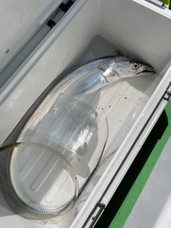 タチウオの釣果