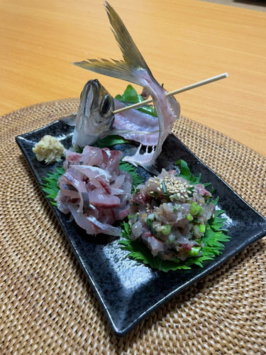 タチウオの釣果