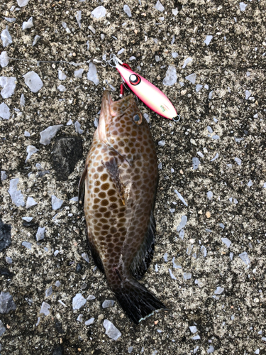 オオモンハタの釣果