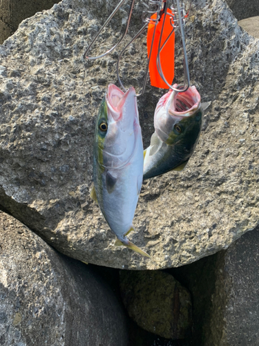 ハマチの釣果