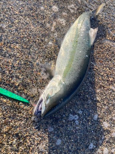 サクラマスの釣果