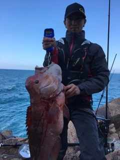 カンダイの釣果