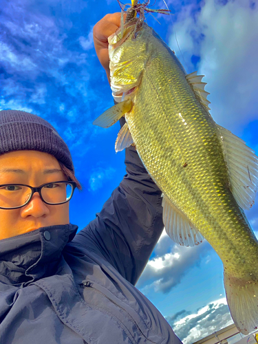 ブラックバスの釣果