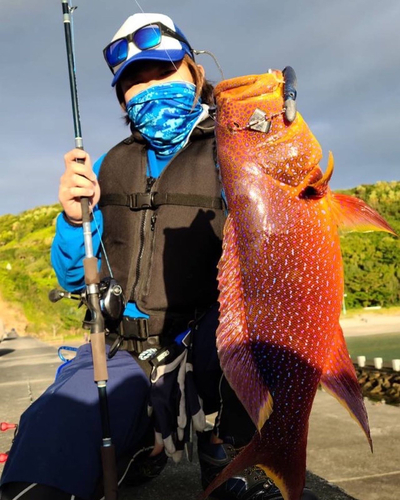 バラハタの釣果