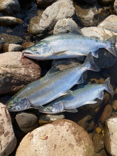 カラフトマスの釣果