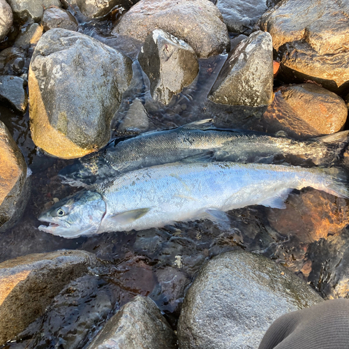 シロザケの釣果