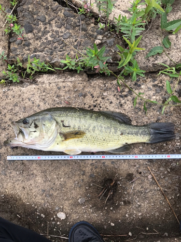 ブラックバスの釣果