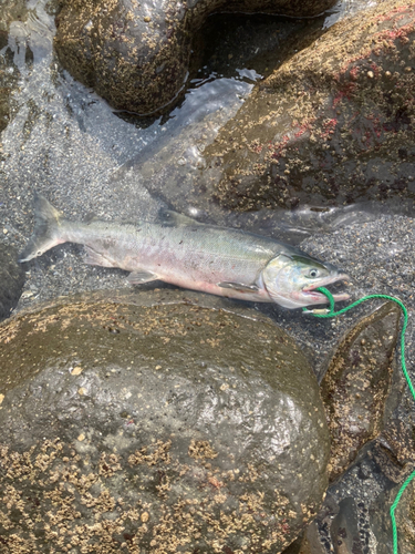 シロザケの釣果