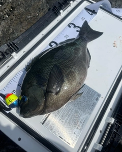 クチブトグレの釣果