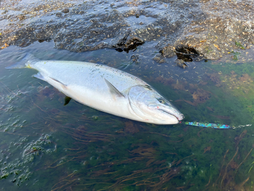 サクラマスの釣果