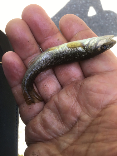 アブラハヤの釣果