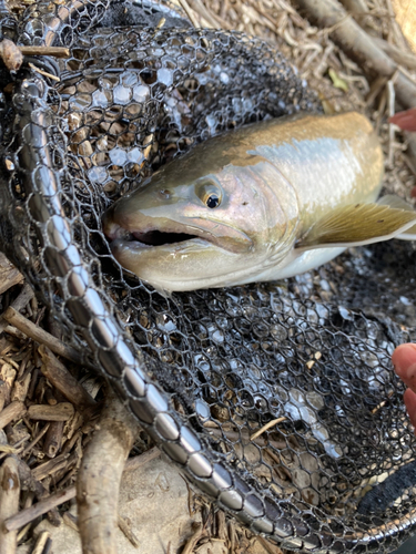 イワナの釣果